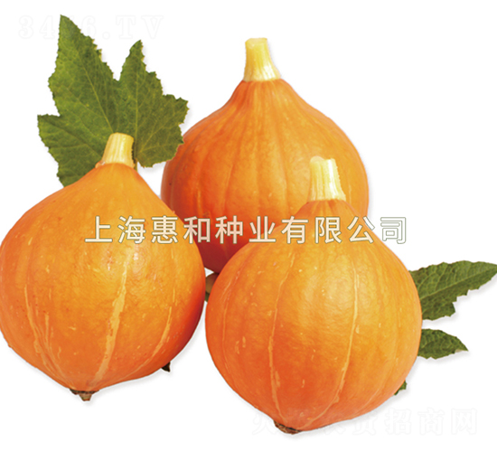 小泉一郎-南瓜種子-惠和種業(yè)