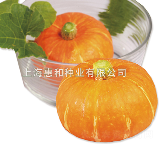 金星-南瓜種子-惠和種業(yè)