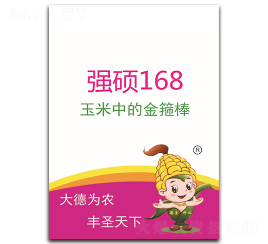 強(qiáng)碩168-玉米種子-德圣種業(yè)