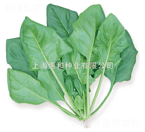 鮮綠二號-菠菜種子-惠和種業(yè)