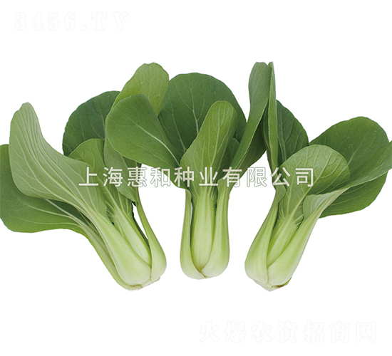 小美二號(hào)-青菜種子-惠和種業(yè)