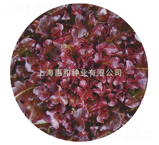 紅橡葉-生菜種子-惠和種業(yè)
