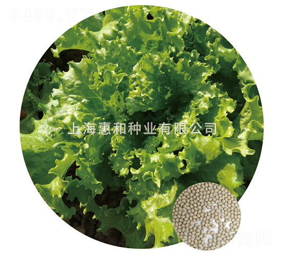 早生舞裙-生菜種子-惠和種業(yè)