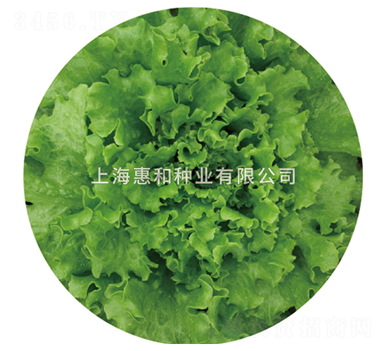 速生-生菜種子-惠和種業(yè)