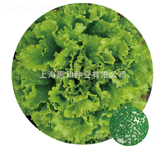 秀美-生菜種子-惠和種業(yè)