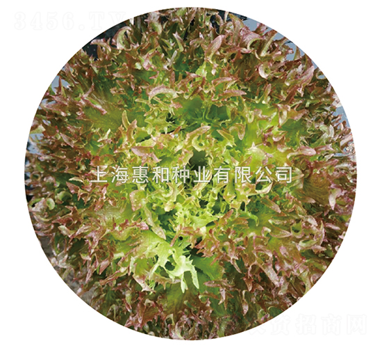 紫雅-生菜種子-惠和種業(yè)
