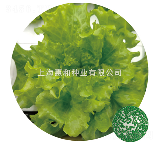 綠花葉-生菜種子-惠和種業(yè)
