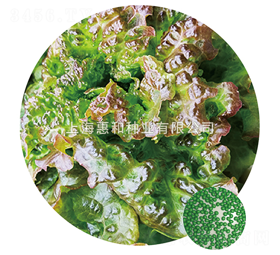 秀麗-生菜種子-惠和種業(yè)
