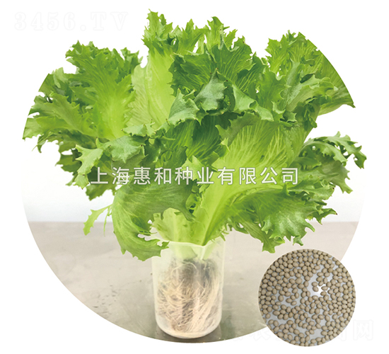 綠苣-生菜種子-惠和種業(yè)