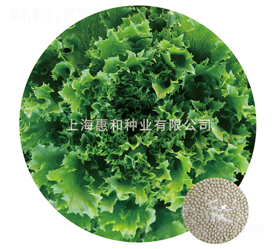 優(yōu)雅-生菜種子-惠和種業(yè)