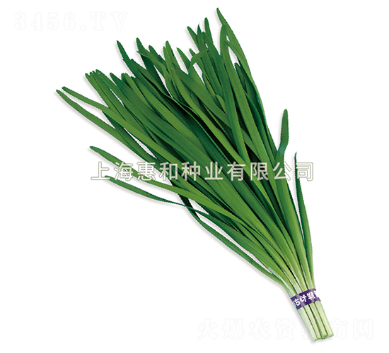 頂綠-韭菜種子-惠和種業(yè)