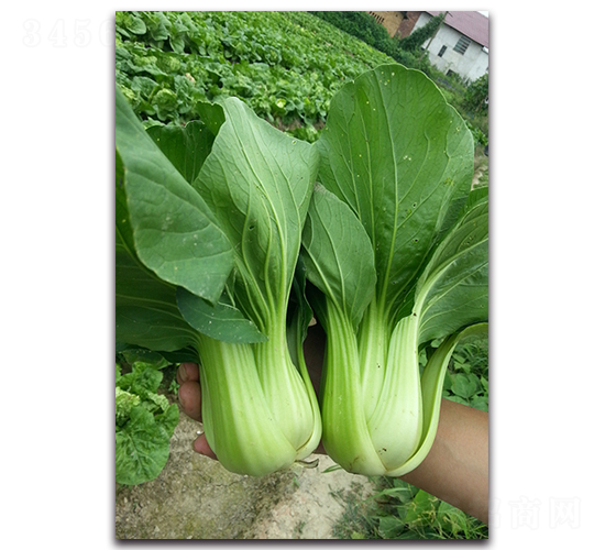夏美青梗菜-青梗菜種子-湘妹子農(nóng)業(yè)