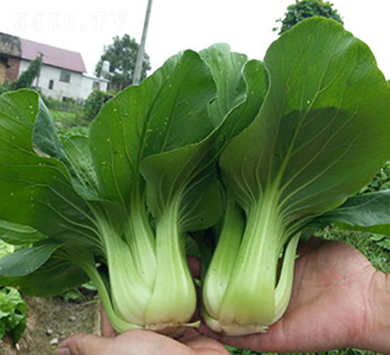 味美2號-青梗菜種子-湘妹子農(nóng)業(yè)