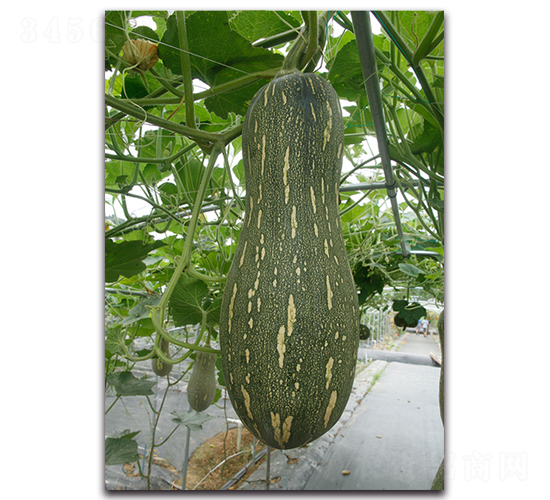 芙蓉湘蜜-南瓜種子-湘妹子農業(yè)