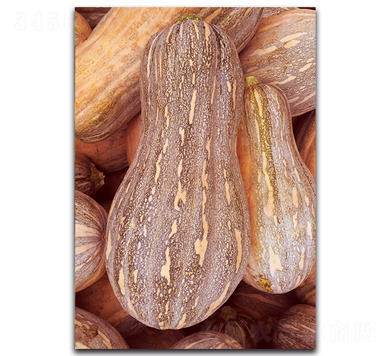 金湘蜜-南瓜種子-湘妹子農(nóng)業(yè)
