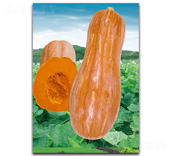 早熟粉蜜-南瓜種子-湘妹子農(nóng)業(yè)