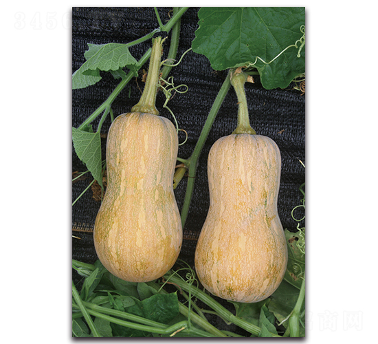 香蜜一號-南瓜種子-湘妹子農(nóng)業(yè)