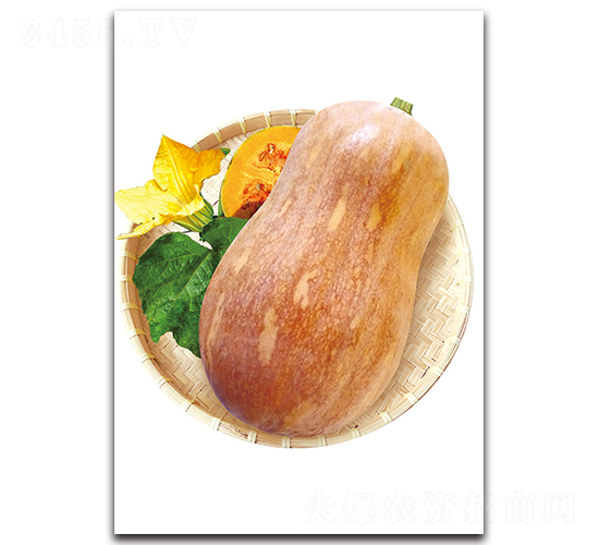 娃娃蜜三號-南瓜種子-湘妹子農(nóng)業(yè)