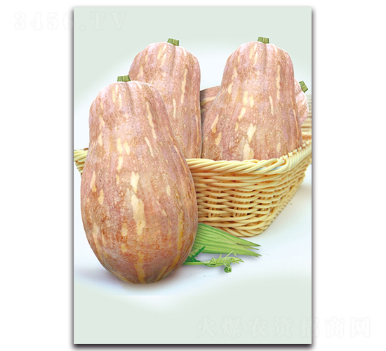 娃娃一號(hào)蜜-南瓜種子-湘妹子農(nóng)業(yè)