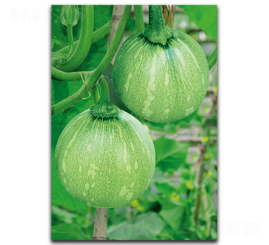 精品嫩早1號(hào)-南瓜種子-湘妹子農(nóng)業(yè)