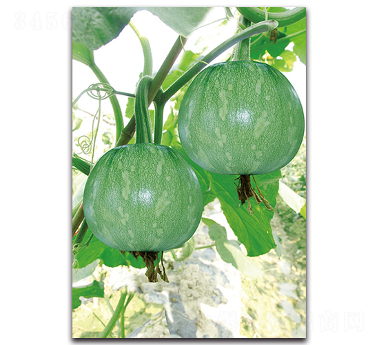 花皮嫩早-南瓜種子-湘妹子農(nóng)業(yè)
