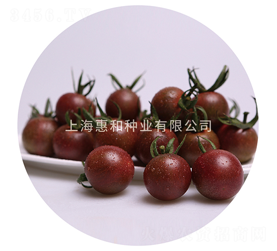 黑珍珠二號(hào)-小番茄種子-惠和種業(yè)