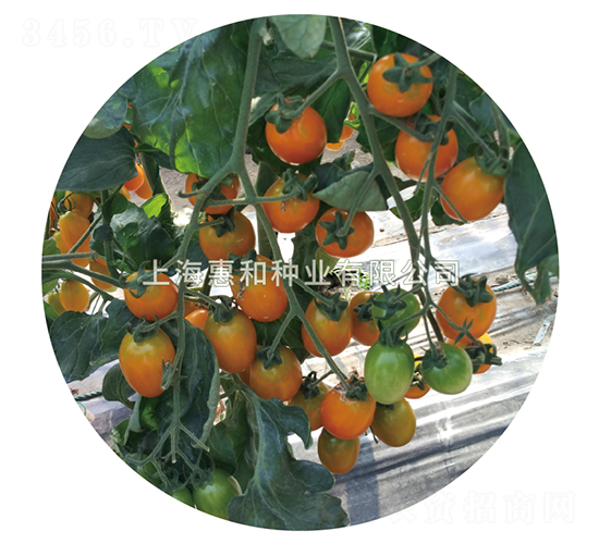 黃冠三號-小番茄種子-惠和種業(yè)