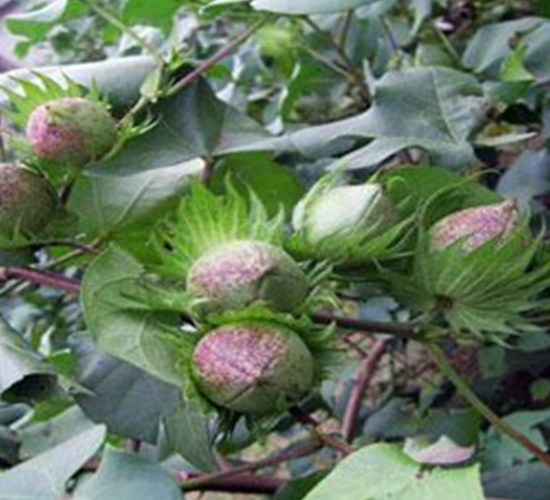 華惠2號(hào)-棉花種子-惠民農(nóng)業(yè)