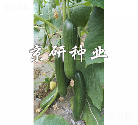 綠精靈10號(hào)-黃瓜種子-京研
