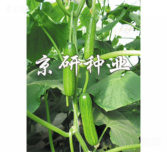 綠精靈4號-黃瓜種子-京研
