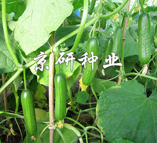 綠精靈2號-黃瓜種子-京研