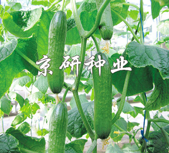 綠精靈-黃瓜種子-京研