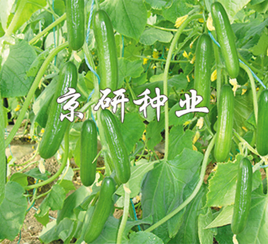 京研迷你6號-黃瓜種子-京研