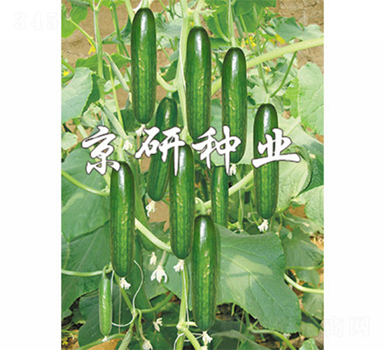 京研迷你4號-黃瓜種子-京研