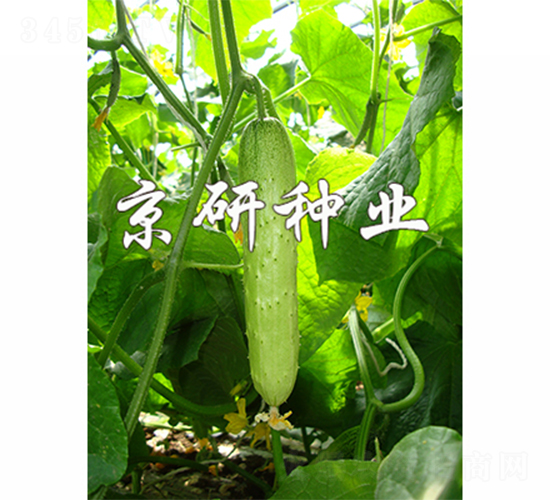 京研旱寶7號-黃瓜種子-京研