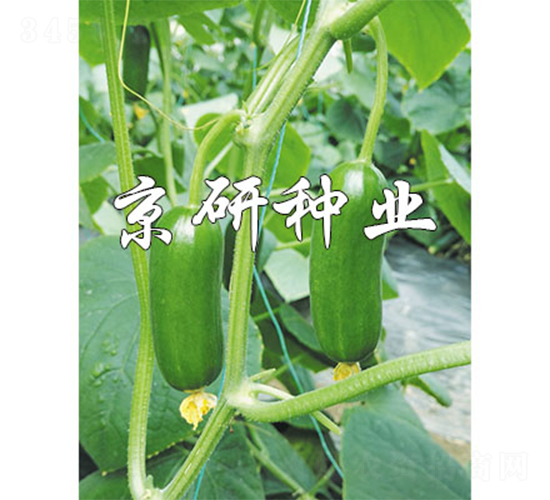 ç¶ ç²¾éˆ12è™Ÿ-é»ƒç“œç¨®å­-äº¬ç ”