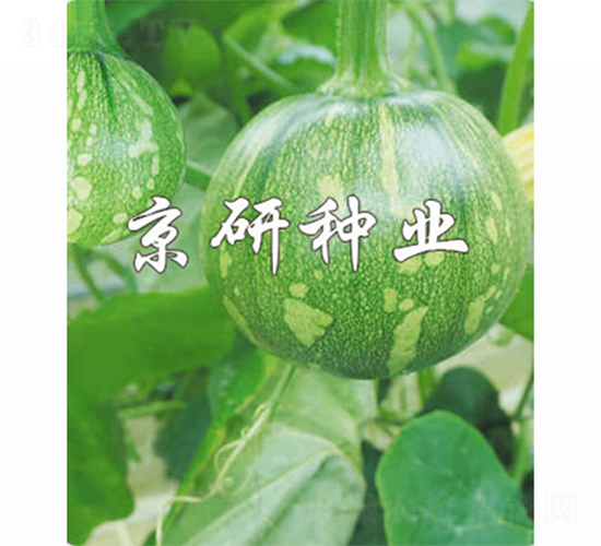 嫩早4號-南瓜種子-京研