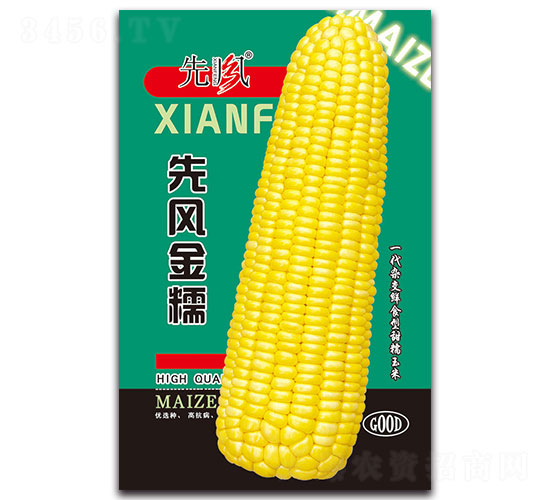 先風金糯-糯玉米種子-先風