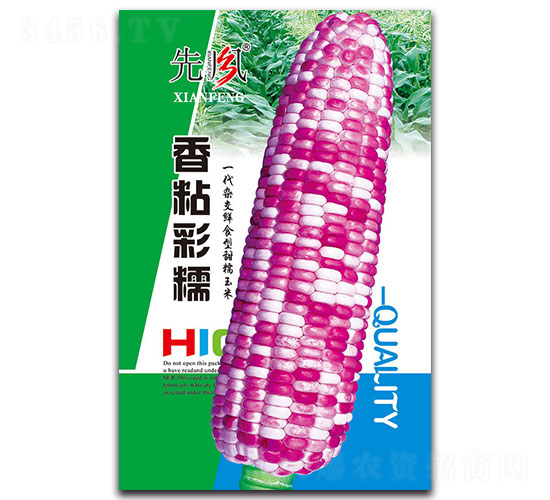 香粘彩糯-糯玉米種子-先風(fēng)