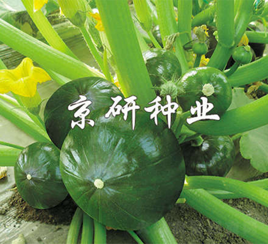 迷你多栗-南瓜種子-京研