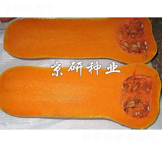 黃油2號南瓜-南瓜種子-京研