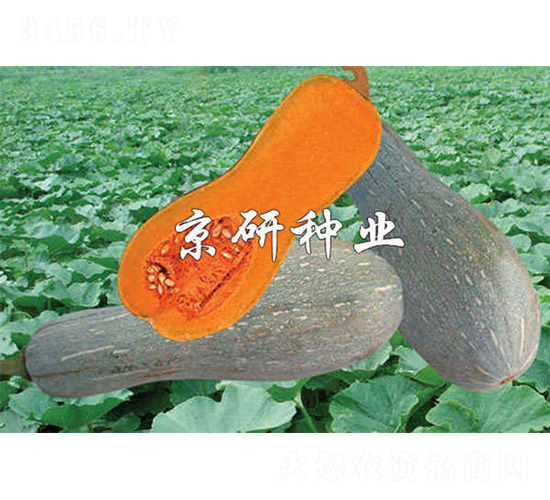 甜蜜2號(hào)-南瓜種子-京研