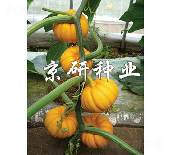 迷你金冠-南瓜種子-京研
