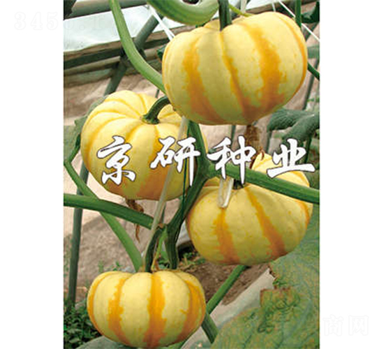 迷你皇冠-南瓜種子-京研