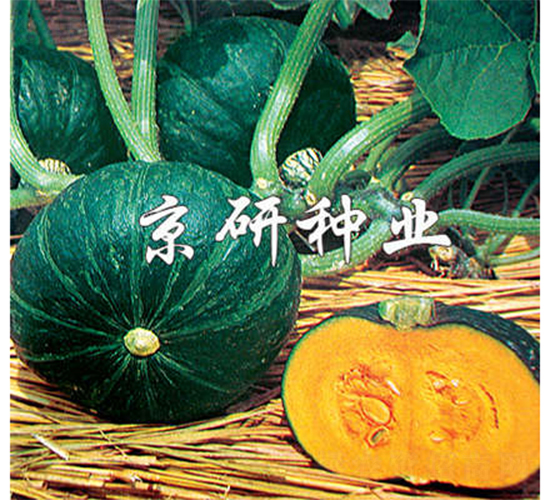 短蔓京綠栗-南瓜種子-京研