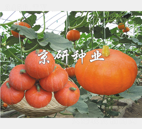 çŸ­è”“äº¬ç´…æ —B-å—ç“œç¨®å­-äº¬ç ”