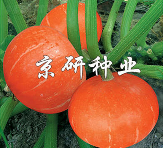 短蔓京紅栗A-南瓜種子-京研
