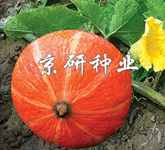 京紅栗-南瓜種子-京研