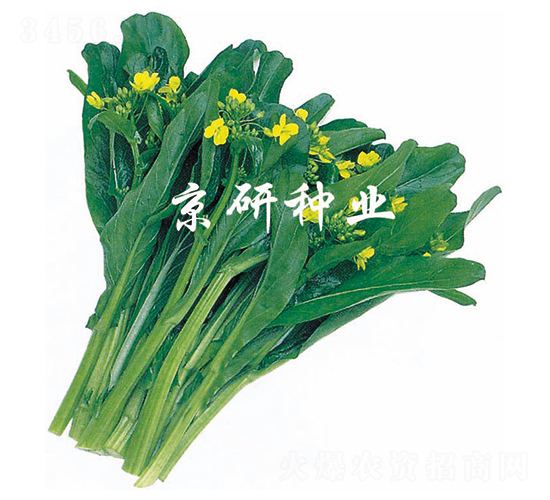 京翠1號(hào)-菜心種子-京研