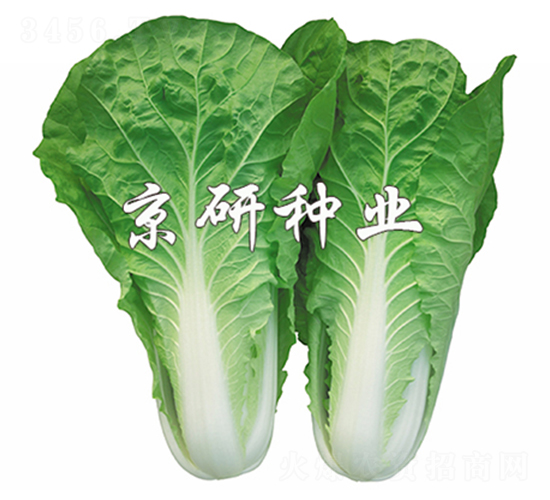 京研快菜6號(hào)-快菜種子-京研